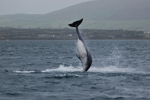 Bottlenose Dolphin Fungie_(1483877277) Tursiops Delphinidae delfin