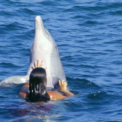 Bottlenose Dolphin Girl_playing_with_Bottlenose_Dolphin_Tursiops_Truncatus Tursiops Delphinidae delfin