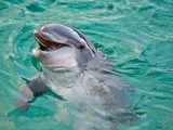 Bottlenose Dolphin Inauguration-Planete-529 Tursiops Delphinidae delfin