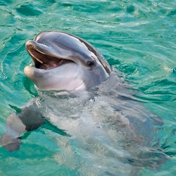 Bottlenose Dolphin Inauguration-Planete-529 Tursiops Delphinidae delfin