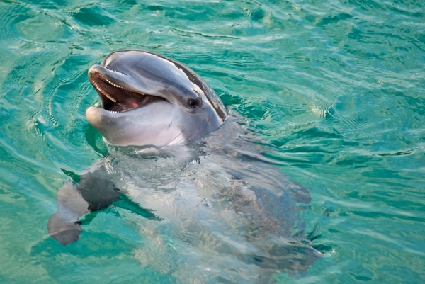 Bottlenose Dolphin Inauguration-Planete-529 Tursiops Delphinidae delfin