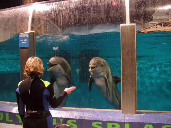 Bottlenose Dolphin IndyZoo-DolphinsBlowBubbles Tursiops Delphinidae delfin