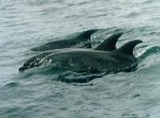 Bottlenose Dolphin Photo Gallery