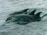 Bottlenose Dolphin Isla_damas Tursiops Delphinidae delfin