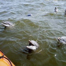 Bottlenose Dolphin Katrina-dolphin-rescue-09-2005b Tursiops Delphinidae delfin