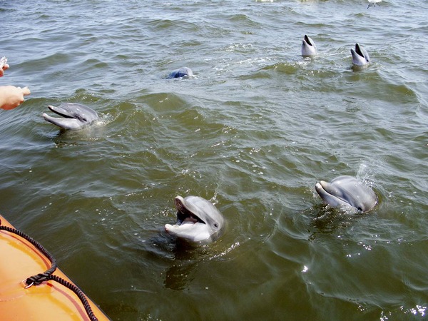 Bottlenose Dolphin Katrina-dolphin-rescue-09-2005b Tursiops Delphinidae delfin
