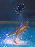 Bottlenose Dolphin Kolmarden_Dolphin_Show_Sweden_2004 Tursiops Delphinidae delfin