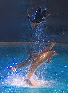 Bottlenose Dolphin Kolmarden_Dolphin_Show_Sweden_2004 Tursiops Delphinidae delfin
