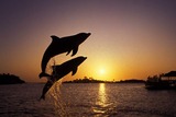 Ocean Mammals