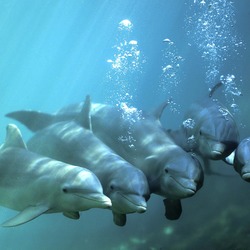 Bottlenose Dolphin Manada Tursiops Delphinidae delfin