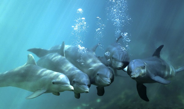 Bottlenose Dolphin Manada Tursiops Delphinidae delfin