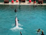 Bottlenose Dolphin Marineland_Antibes_09 Tursiops Delphinidae delfin