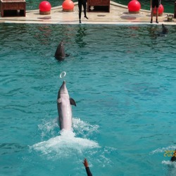 Bottlenose Dolphin Marineland_Antibes_09 Tursiops Delphinidae delfin