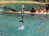 Bottlenose Dolphin Marineland_Antibes_12 Tursiops Delphinidae delfin