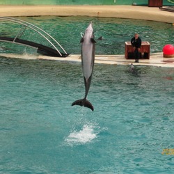 Bottlenose Dolphin Marineland_Antibes_12 Tursiops Delphinidae delfin