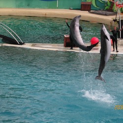 Bottlenose Dolphin Marineland_Antibes_14 Tursiops Delphinidae delfin