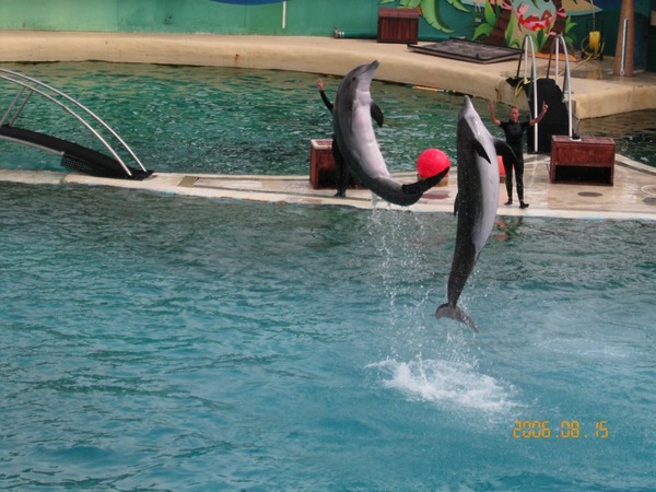 Bottlenose Dolphin Marineland_Antibes_14 Tursiops Delphinidae delfin