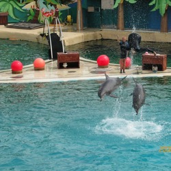 Bottlenose Dolphin Marineland_Antibes_15 Tursiops Delphinidae delfin