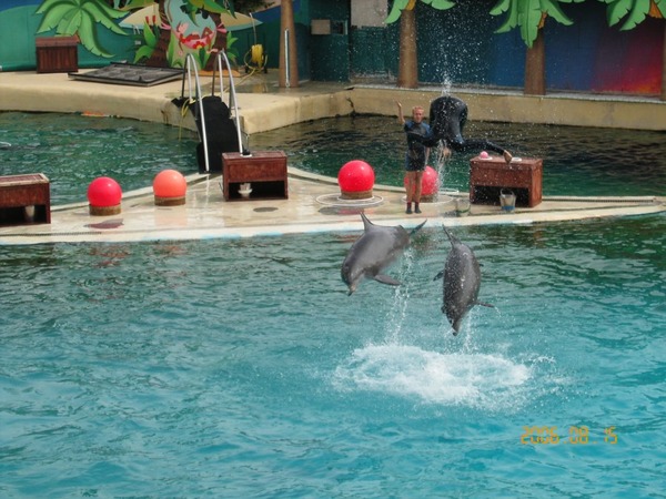 Bottlenose Dolphin Marineland_Antibes_15 Tursiops Delphinidae delfin