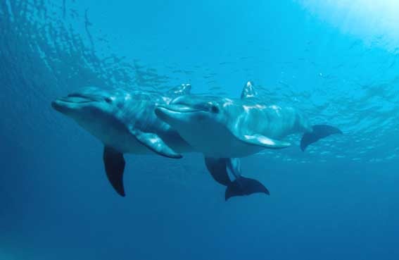 Bottlenose Dolphin Mundo_submarino_12 Tursiops Delphinidae delfin