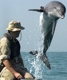 Ocean Mammals