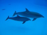 Bottlenose Dolphin Parc_Asterix_20 Tursiops Delphinidae delfin