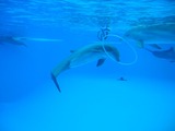 Ocean Mammals