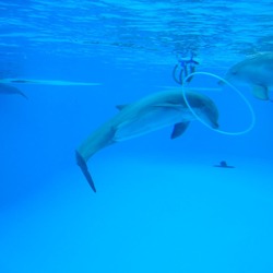 Bottlenose Dolphin Parc_Asterix_21 Tursiops Delphinidae delfin