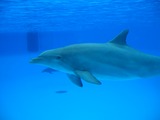 Ocean Mammals