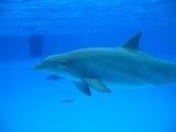 Bottlenose Dolphin Parc_Asterix_22 Tursiops Delphinidae delfin