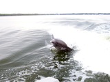 Bottlenose Dolphin Perdido_Bay_Dolphin_04 Tursiops Delphinidae delfin