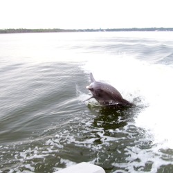 Bottlenose Dolphin Perdido_Bay_Dolphin_04 Tursiops Delphinidae delfin