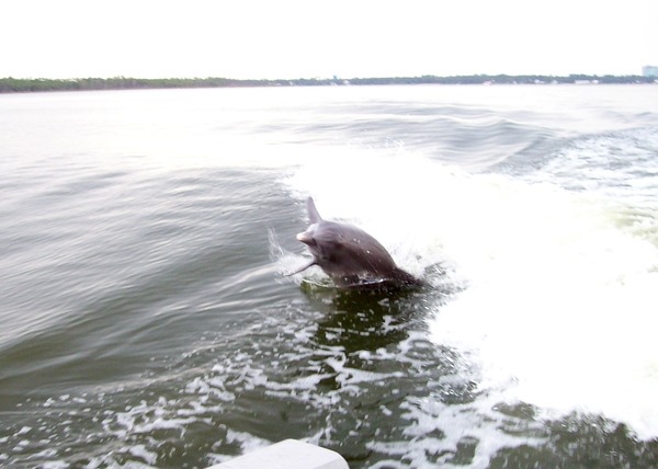 Bottlenose Dolphin Perdido_Bay_Dolphin_04 Tursiops Delphinidae delfin
