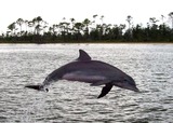 Ocean Mammals
