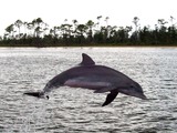 Bottlenose Dolphin Perdido_Bay_Dolphin_2007 Tursiops Delphinidae delfin