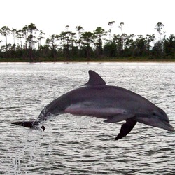 Bottlenose Dolphin Perdido_Bay_Dolphin_2007 Tursiops Delphinidae delfin
