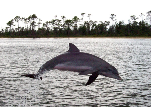 Bottlenose Dolphin Perdido_Bay_Dolphin_2007 Tursiops Delphinidae delfin