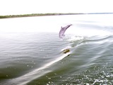 Bottlenose Dolphin Perdido_Bay_Dolphin_Baby Tursiops Delphinidae delfin