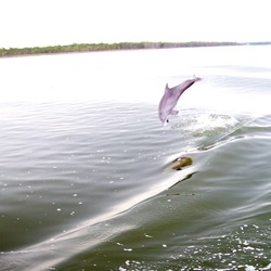 Bottlenose Dolphin Perdido_Bay_Dolphin_Baby Tursiops Delphinidae delfin