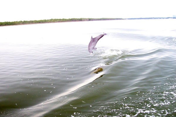 Bottlenose Dolphin Perdido_Bay_Dolphin_Baby Tursiops Delphinidae delfin