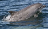 Ocean Mammals