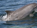 Bottlenose Dolphin Scarred_bottlenose_dolphin Tursiops Delphinidae delfin