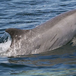Bottlenose Dolphin Scarred_bottlenose_dolphin Tursiops Delphinidae delfin