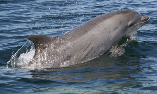 Bottlenose Dolphin Scarred_bottlenose_dolphin Tursiops Delphinidae delfin