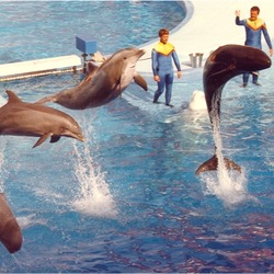 Bottlenose Dolphin Sea_World1 Tursiops Delphinidae delfin