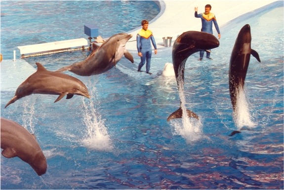 Bottlenose Dolphin Sea_World1 Tursiops Delphinidae delfin
