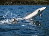 Bottlenose Dolphin Sprung_Bottlenose_side Tursiops Delphinidae delfin