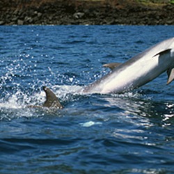 Bottlenose Dolphin Sprung_Bottlenose_side Tursiops Delphinidae delfin