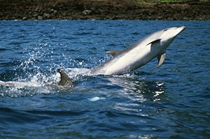 Bottlenose Dolphin Sprung_Bottlenose_side Tursiops Delphinidae delfin