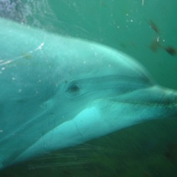 Bottlenose Dolphin Tuimelaar2 Tursiops Delphinidae delfin